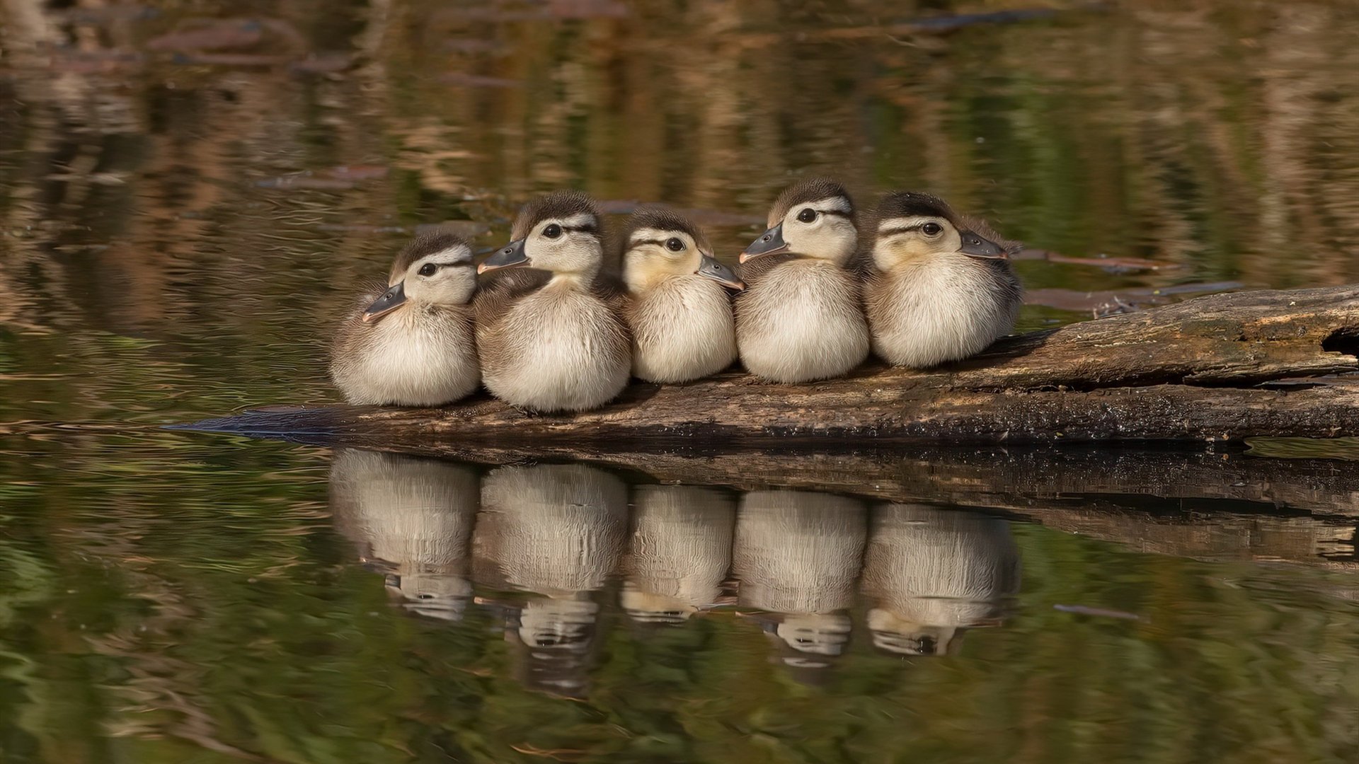 开云kaiyun-【文化融合】棒球在不同地区的文化特色，棒球运动介绍
