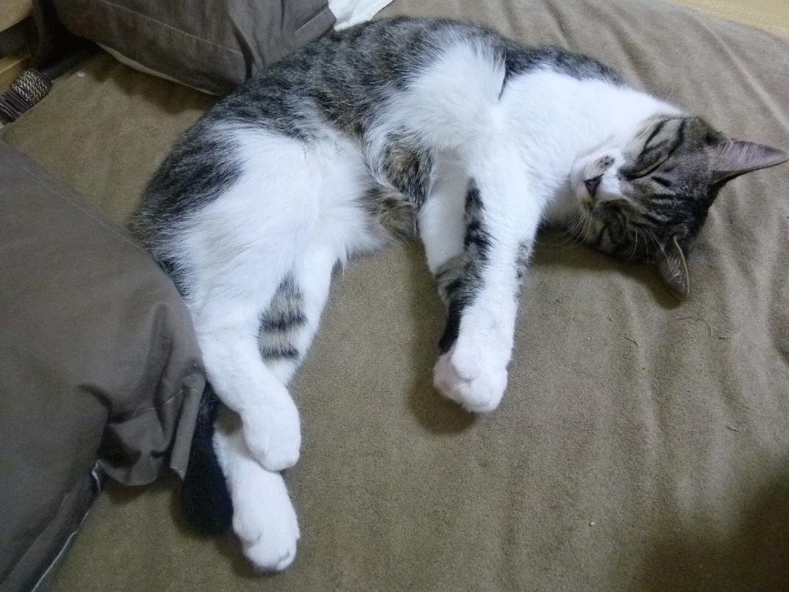 开云平台-中国篮球明星公益活动传递正能量，篮球明星,中国