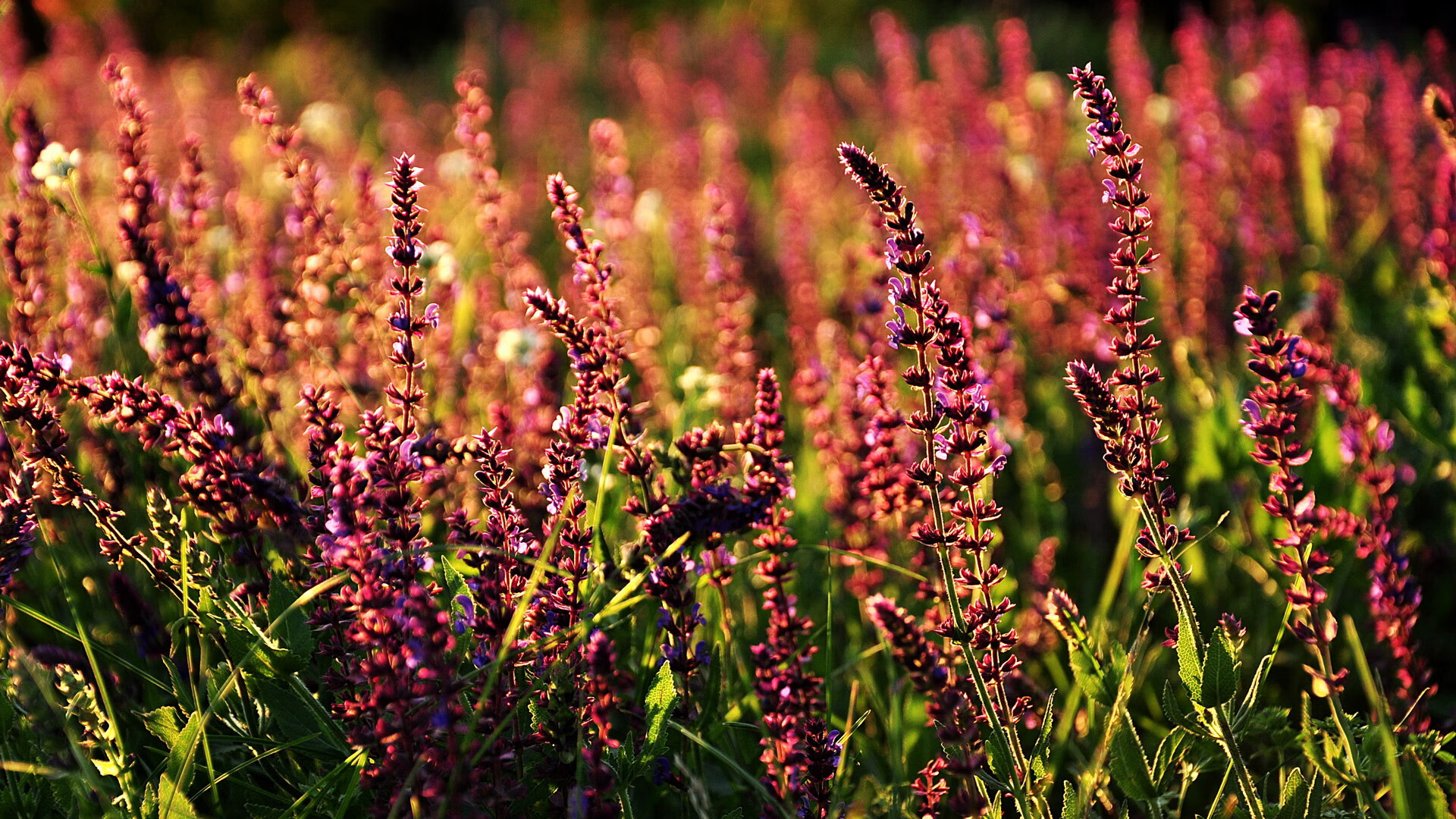 kaiyun.com-塞内加尔男足在巴黎奥运会上表现出色，晋级四强，塞内加尔足协